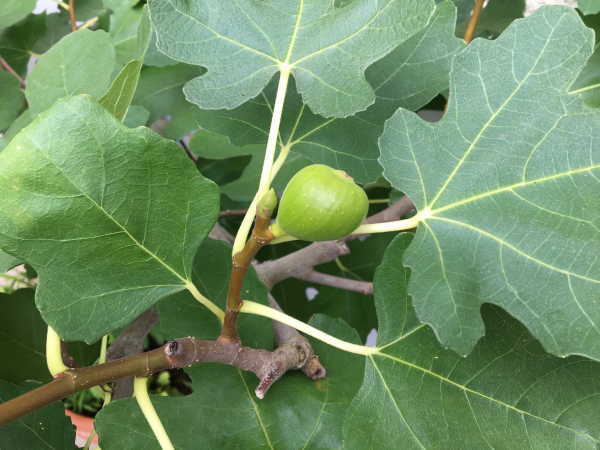 自宅栽培の果樹 イチジク