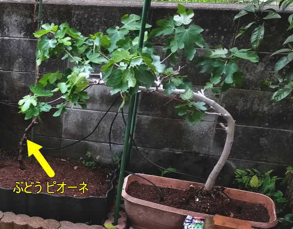 自宅栽培の果樹 イチジク