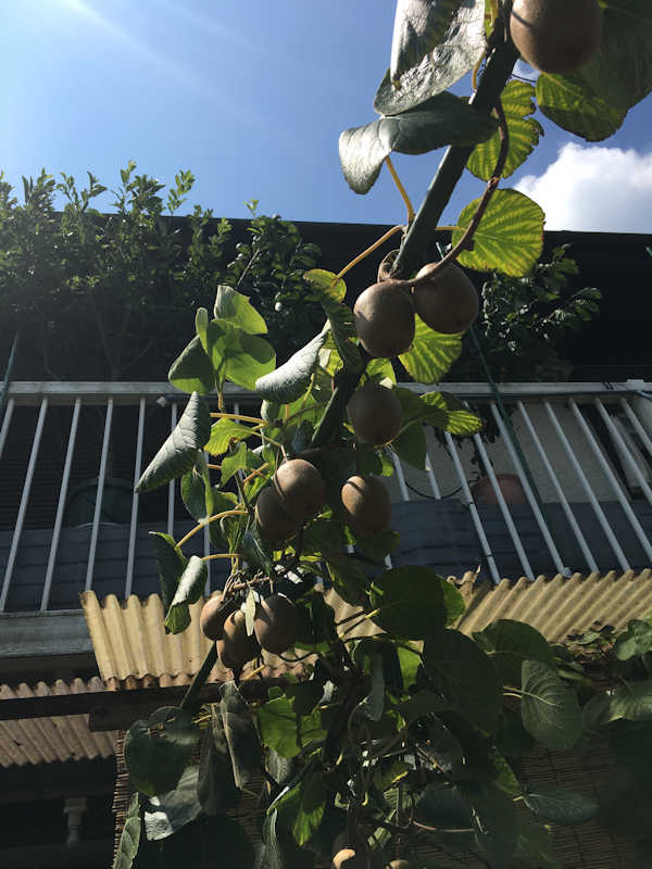 自宅栽培の果樹 キウイ