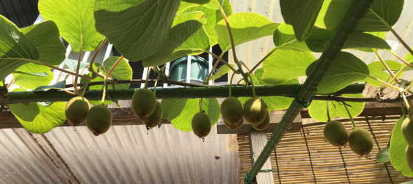 鉢植えの果物 キウイ