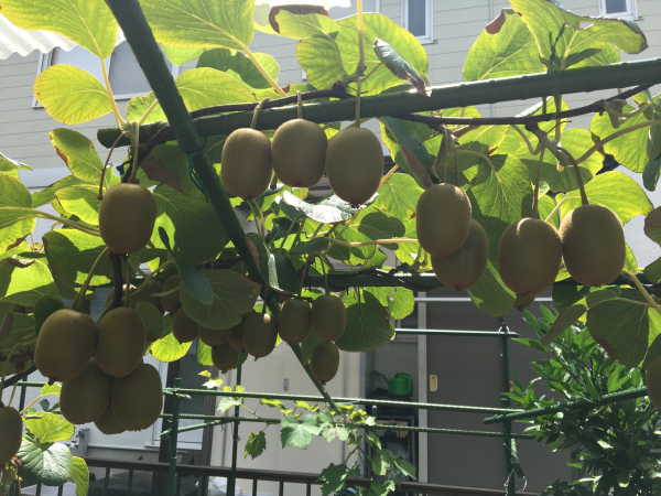 鉢植えの果物 キウイ