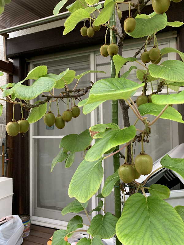 自宅栽培の果樹 キウイ