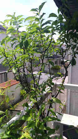 鉢植えの果物 スモモ プラム