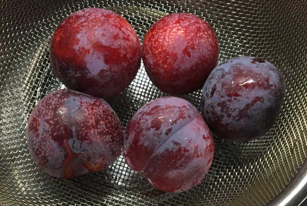 鉢植えの果物 スモモ プラム